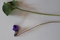 Viola odorata
