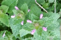Lamium hybridum