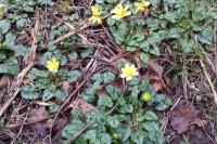Ficaria verna