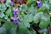 Viola odorata