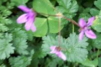Erodium cicutarium