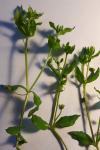 Stellaria media