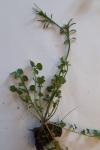 Cardamine hirsuta
