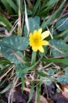 Ficaria verna