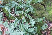 Polypodium vulgare