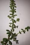 Galium aparine