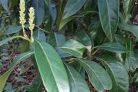 Prunus laurocerasus
