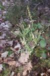 Calluna vulgaris