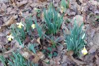 Narcissus pseudonarcissus