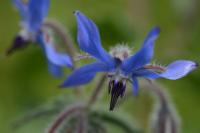 Borago officinalis