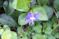 Campanula portenschlagiana