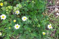 Matricaria chamomilla
