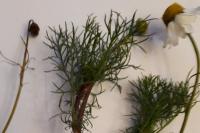 Matricaria chamomilla