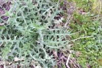 Cirsium vulgare