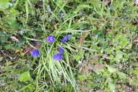 Muscari neglectum