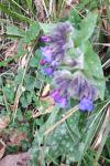 Pulmonaria longifolia subsp. longifolia