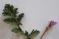 Erodium cicutarium