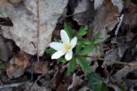 Anemone nemorosa