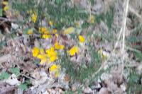 Ulex europaeus