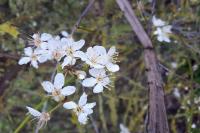 Prunus spinosa
