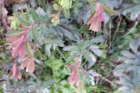 Euphorbia amygdaloides