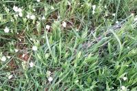 Rabelera holostea