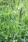 Alopecurus pratensis