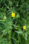 Ranunculus acris