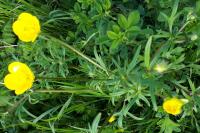 Ranunculus acris