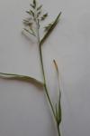 Poa trivialis