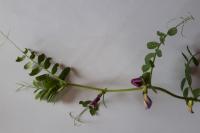 Vicia sativa