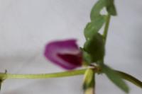 Vicia sativa