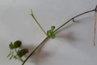 Vicia sativa