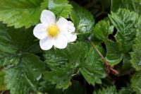 Fragaria vesca