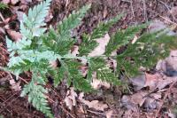 Asplenium adiantum-nigrum