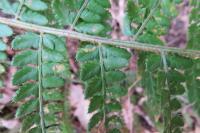 Polystichum setiferum