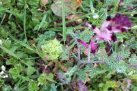 Fumaria officinalis