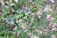 Lamium purpureum