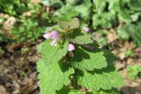 Lamium purpureum