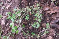 Veronica hederifolia