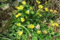 Ficaria verna