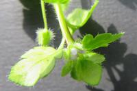 Veronica hederifolia