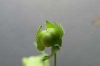 Veronica hederifolia