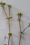 Cerastium fontanum