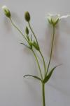 Rabelera holostea