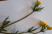 Ranunculus bulbosus