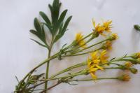 Jacobaea vulgaris