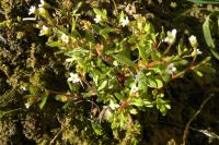 Saxifraga tridactylites