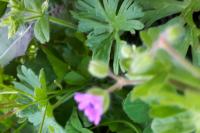 Geranium pusillum