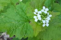 Alliaria petiolata